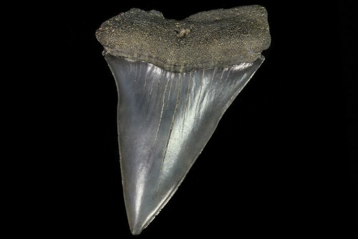 Fossil Mako Shark Tooth - Georgia #75002